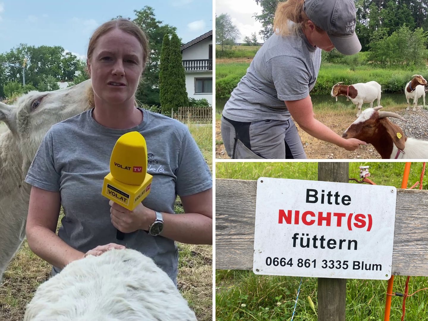Stefanie Blum verlor durch Fremdfütterung vier Ziegen, immer wieder werden Tiere krank. Stefanie Blum verlor durch Fremdfütterung vier Ziegen, immer wieder werden Tiere krank.