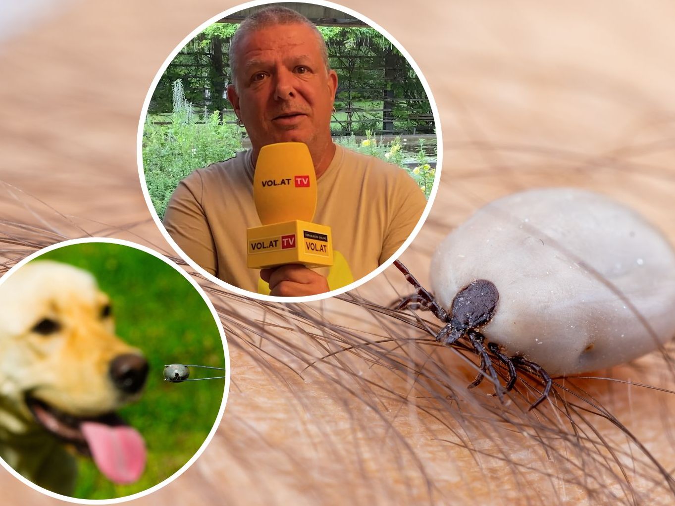 Wie infektiös sind die Zecken im Ländle derzeit? Wie infektiös sind die Zecken im Ländle derzeit?
