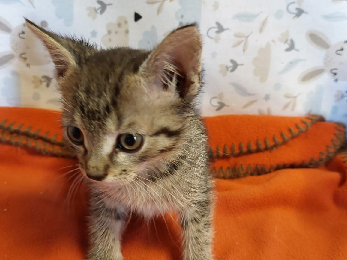 Dieses Katzenbaby war als "blinder Passagier" unterwegs.