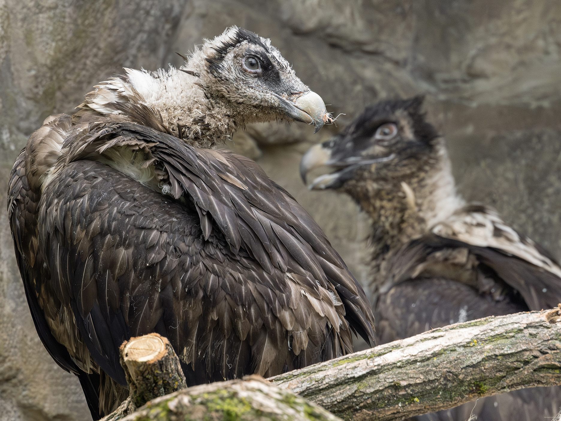 Ein junges Bartgeier-Pärchen ist neu im Tiergarten Schönbrunn. Ein junges Bartgeier-Pärchen ist neu im Tiergarten Schönbrunn.