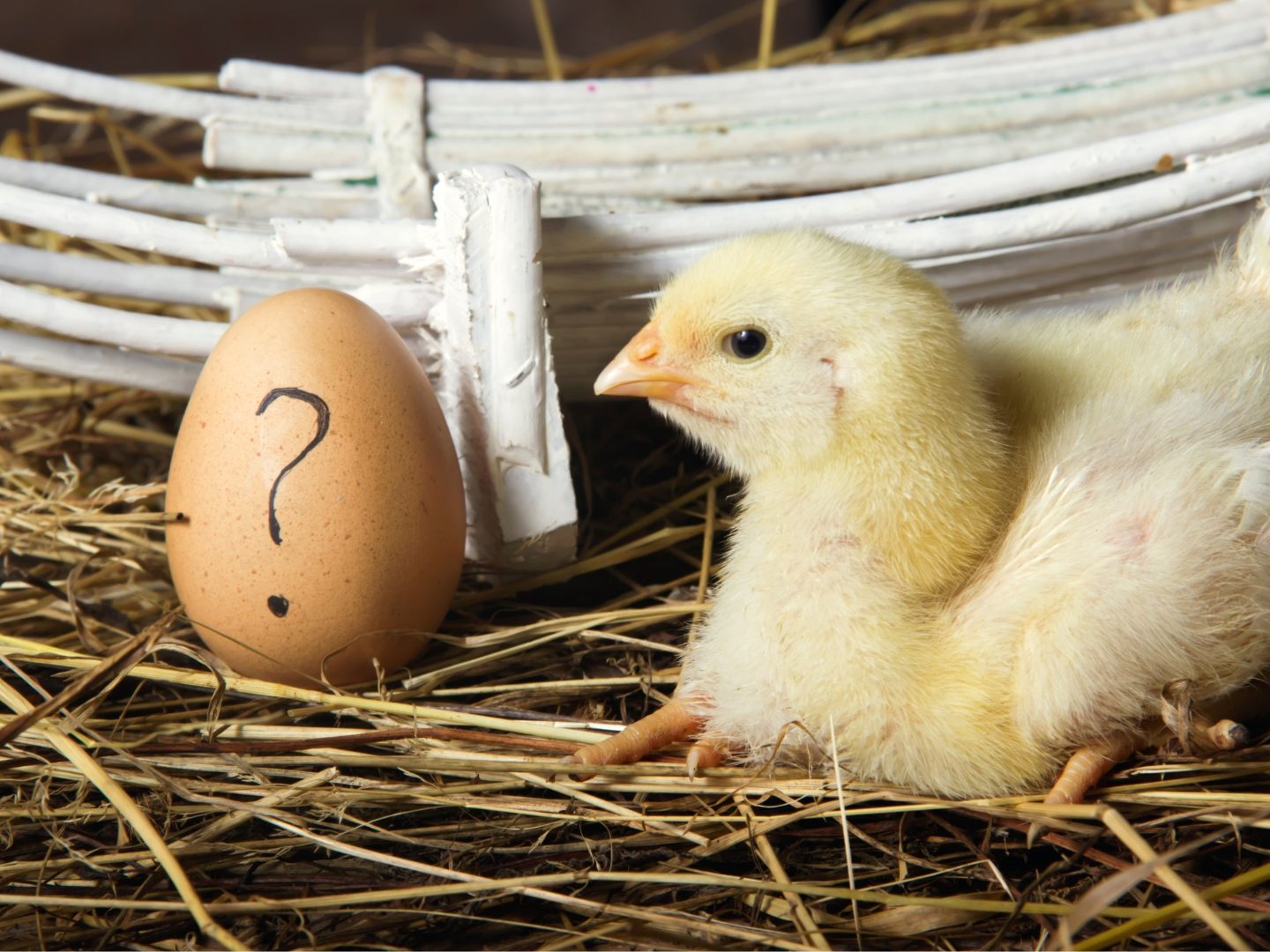 Huhn oder Ei?