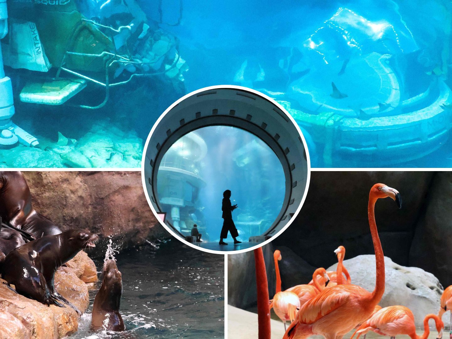 Das SeaWorld in Abu Dhabi.
