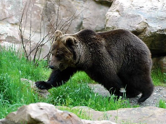 Im Bezirk Kufstein wurde innerhalb von zwei Tagen zwei Mal ein Bär gesichtet. Im Bezirk Kufstein wurde innerhalb von zwei Tagen zwei Mal ein Bär gesichtet.