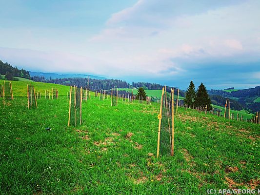 Nahe St. Veit entsteht ein neuer artenreicher Wald Nahe St. Veit entsteht ein neuer artenreicher Wald