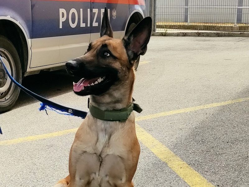 Der weibliche belgische Schäferhund entlief unbemerkt in Schwechat.