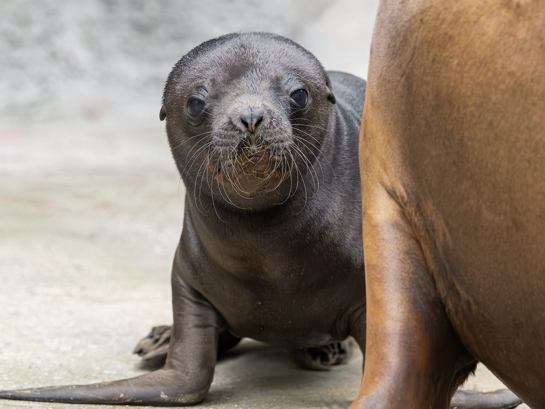Der Wiener Tiergarten Schönbrunn freut sich über Nachwuchs bei den Robben.