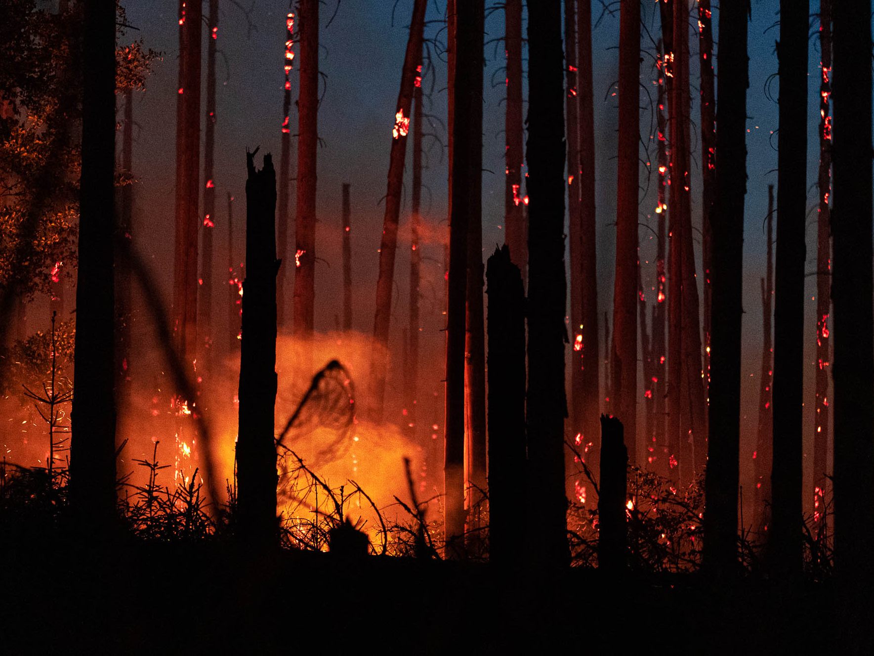 In zwölf Bezirken in Niederösterreich wurde bereits eine Waldbrandverordnung erlassen.