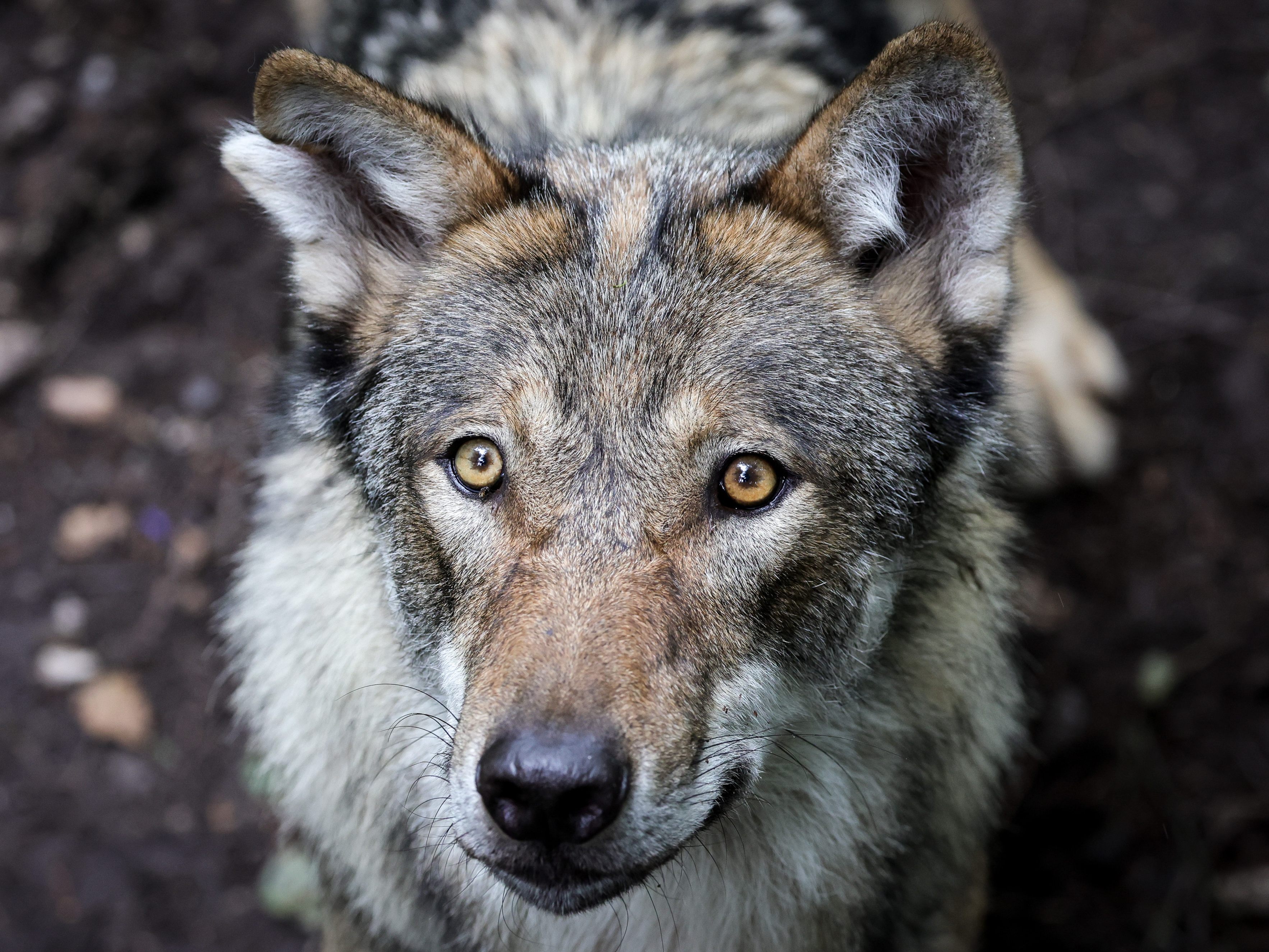 Wegen des Abschusses eines Wolfes in Österreich gab es Diskussionen über eine Reform der Fauna-Flora-Habitat-Richtlinie der EU. Wegen des Abschusses eines Wolfes in Österreich gab es Diskussionen über eine Reform der Fauna-Flora-Habitat-Richtlinie der EU.