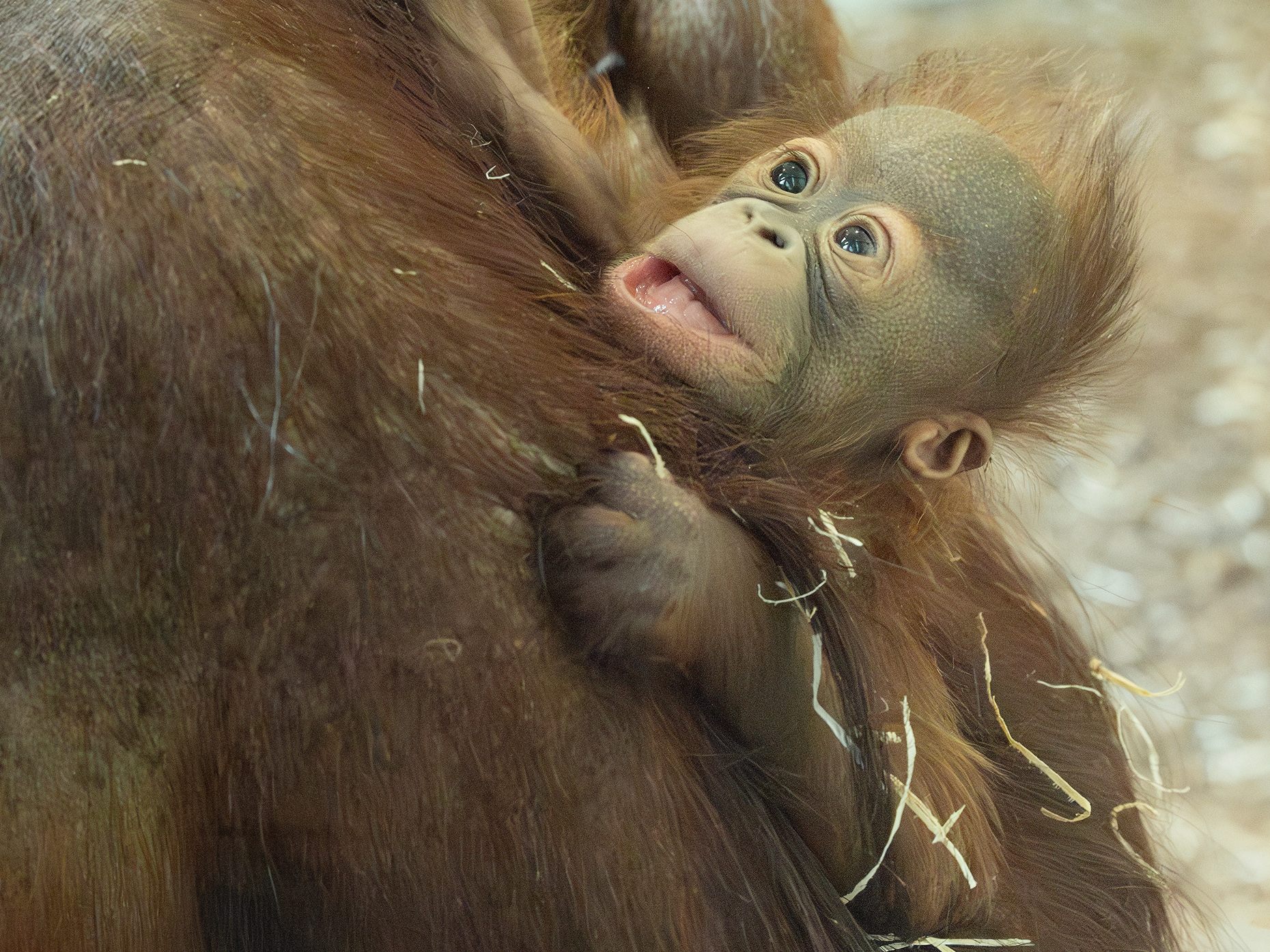 Das Orang-Utan-Jungtier im Wiener Tiergarten Schönbrunn ist ein Weibchen.