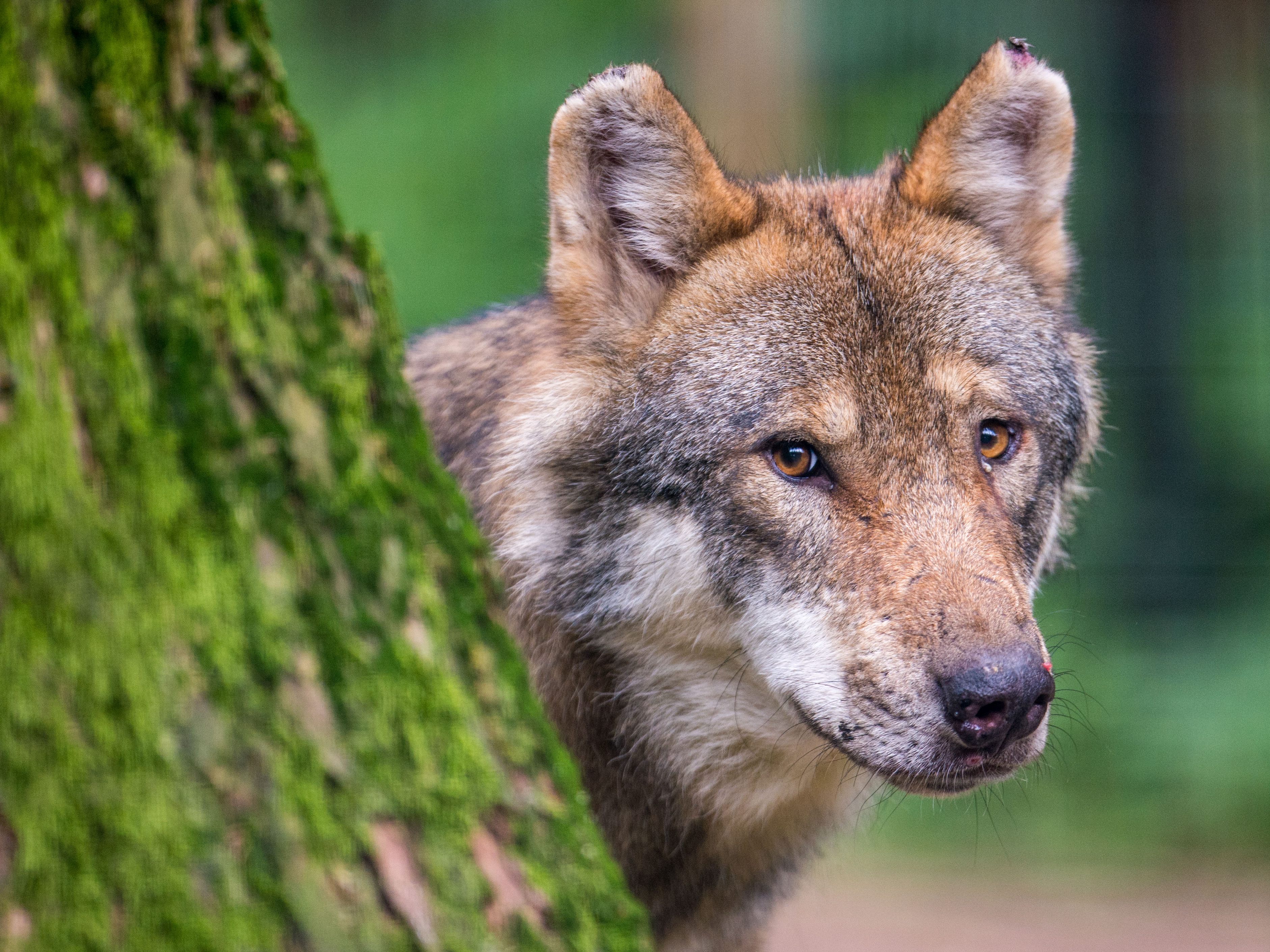 Salzburgs Grüne kritisieren den ersten Abschuss eines "Problemwolfs".