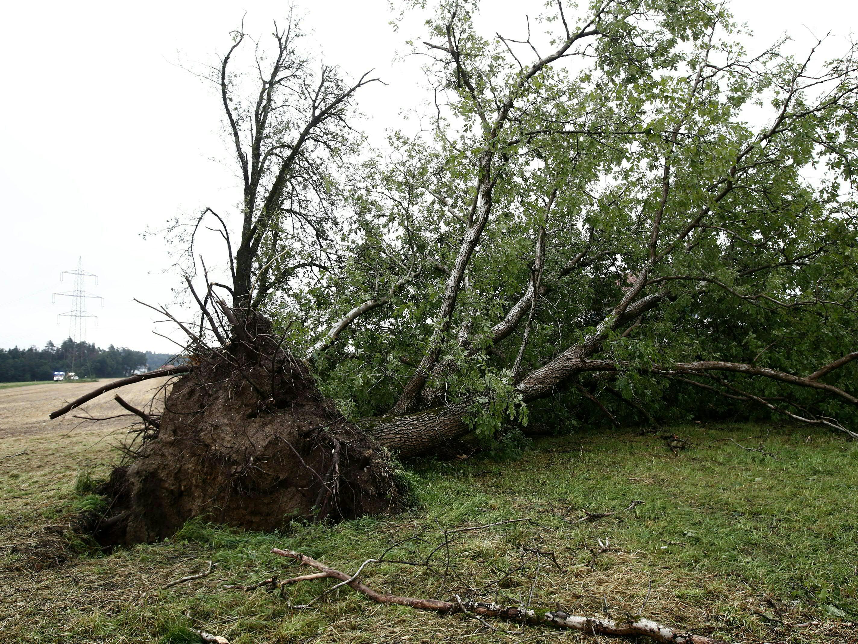 Durch den Sturm stürzten viele Bäume um.