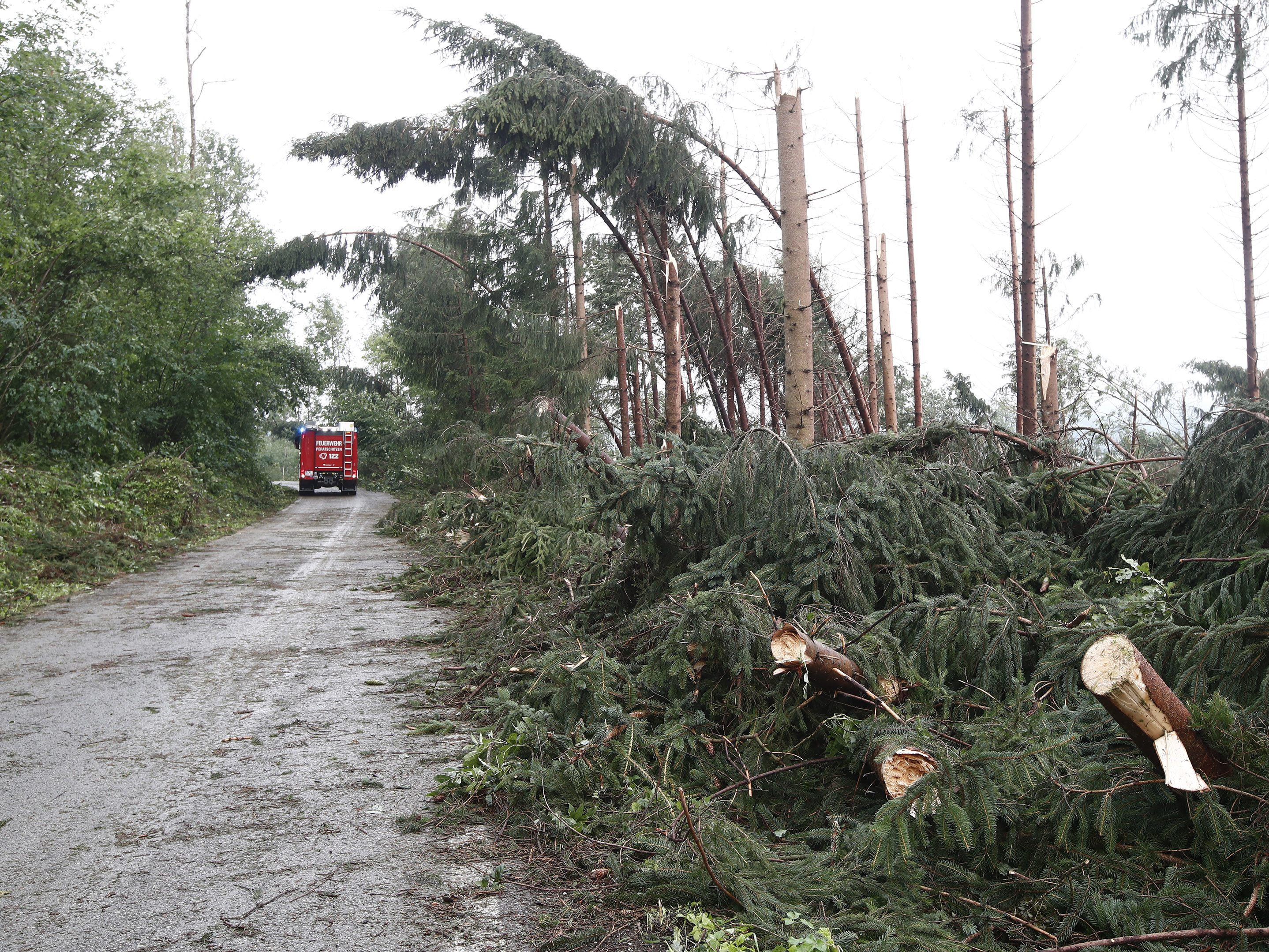 Der Sturm brachte in Kärnten erneut unzählige Bäume zu Fall.