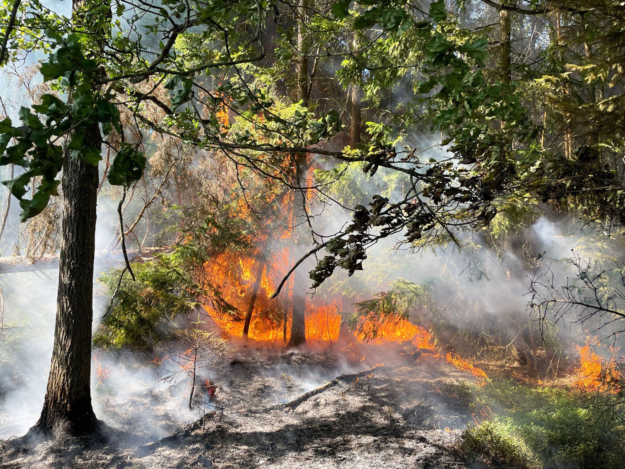 Der Waldbrand im Bezirk Gmünd konnte gelöscht werden.