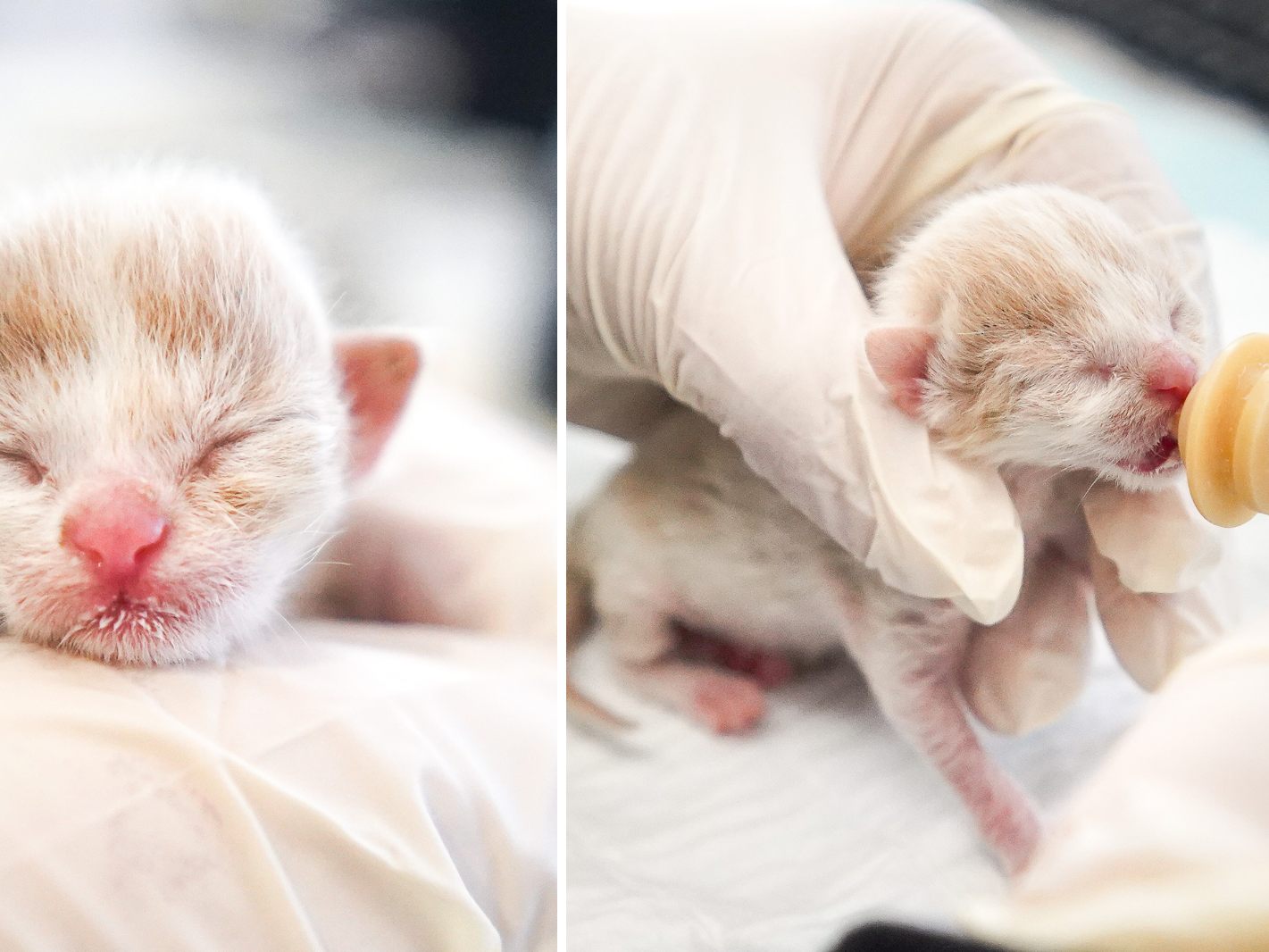 In Wien-Landstraße wurde ein Katzenbaby ausgesetzt.