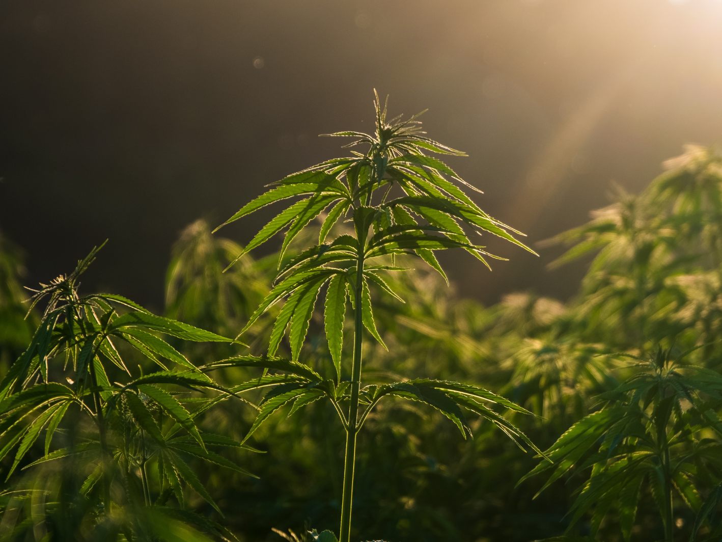 Die Hälfte der Österreicher ist für die Legalisierung von Cannabis.