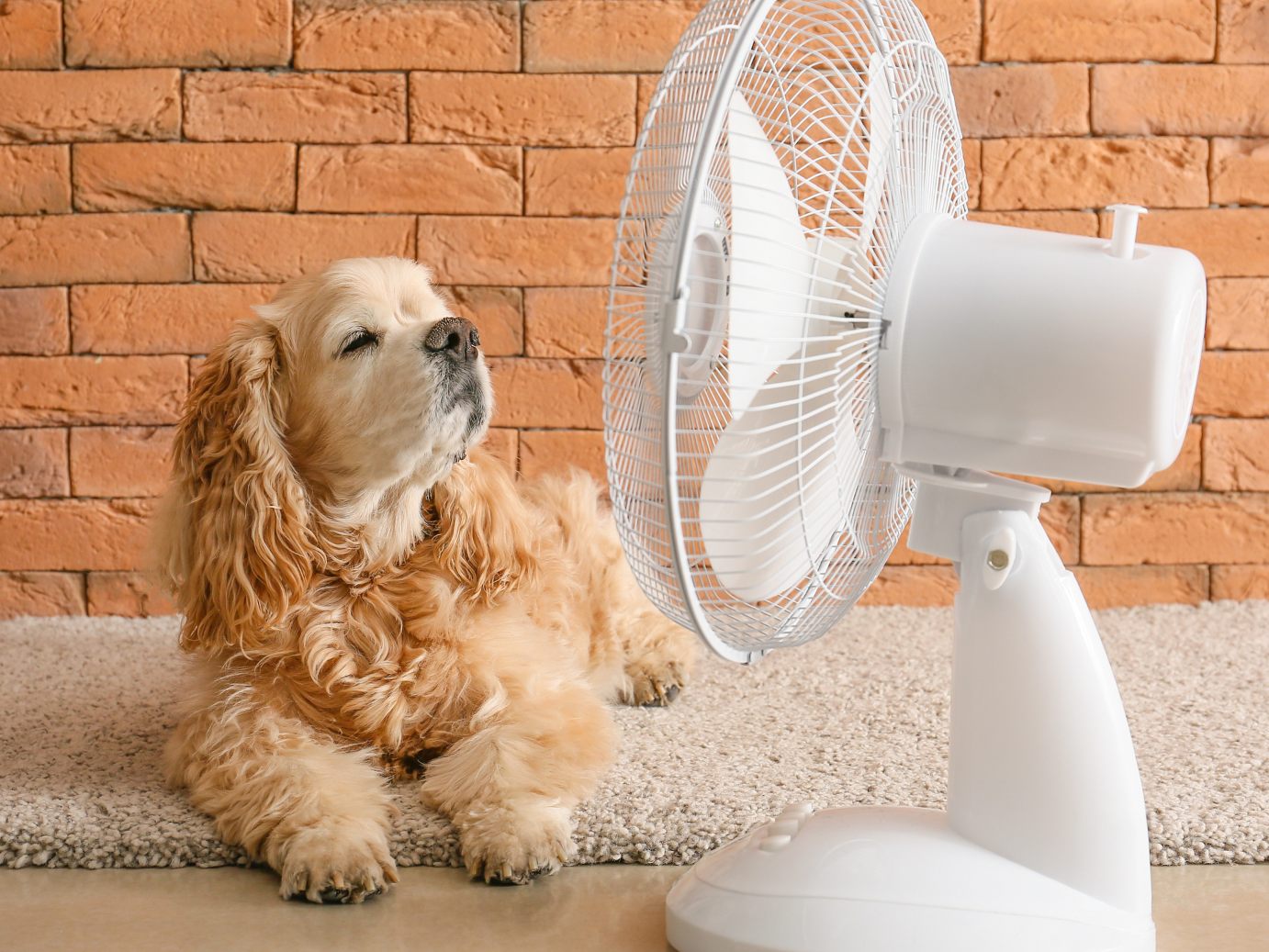 Hilft ein nasses Handtuch vor dem Ventilator?
