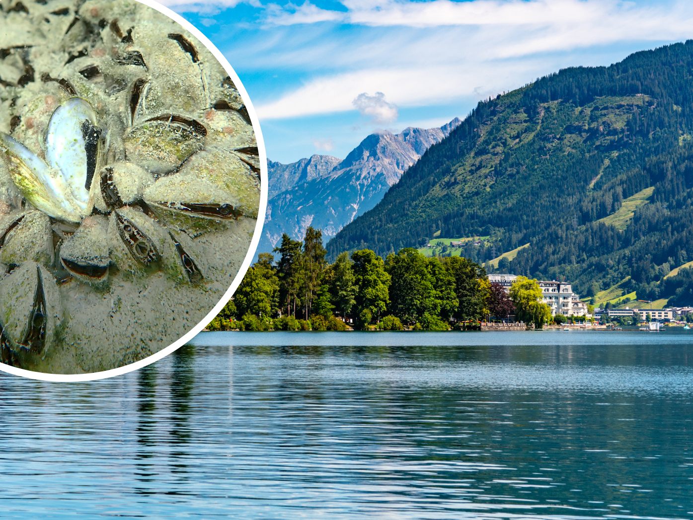 Die Quaggamuschel breitet sich in Österreich aus.