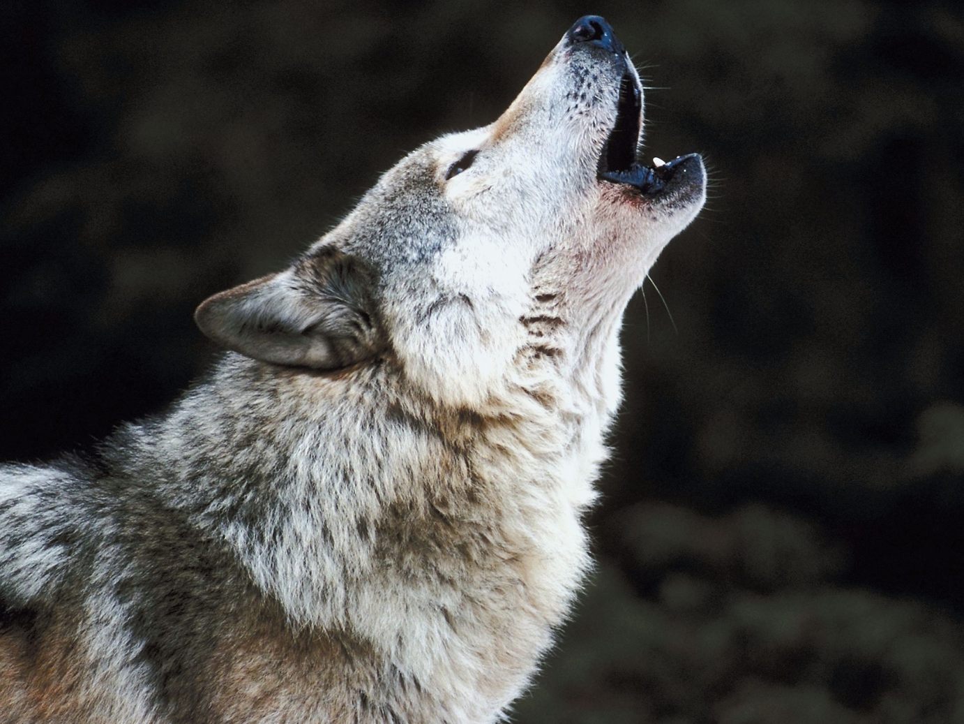 EU-Kommissar Virginijus Sinkevičius versteht die Anti-Wolf-Stimmung in Österreich nicht.
