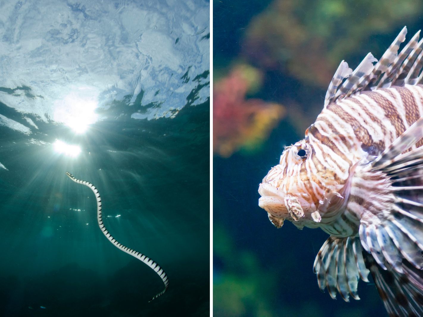 Das sind die zehn giftigsten Tiere im Wasser.