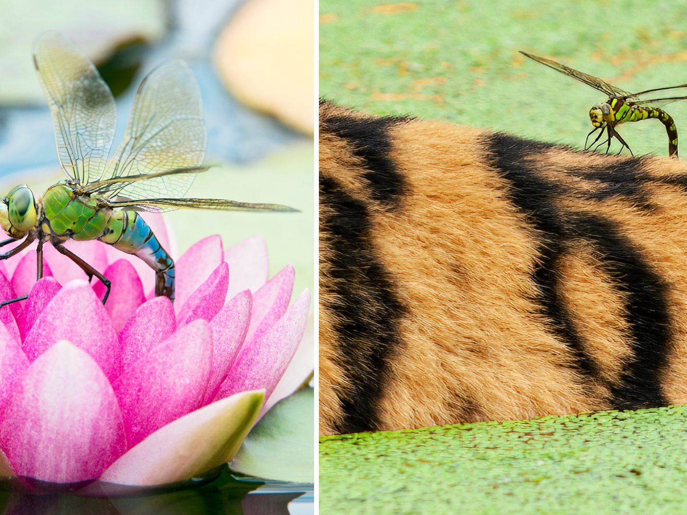 Im Tiergarten Schönbrunn gibt es 26 Libellenarten. Im Tiergarten Schönbrunn gibt es 26 Libellenarten.
