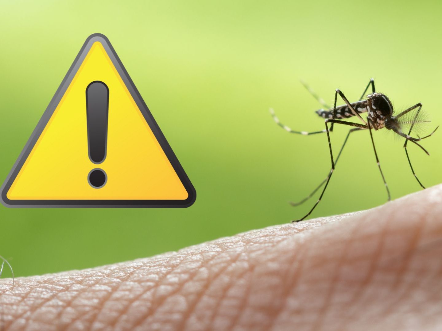 Die WHO mahnt zur Wachsamkeit wegen des Dengue-Fiebers.