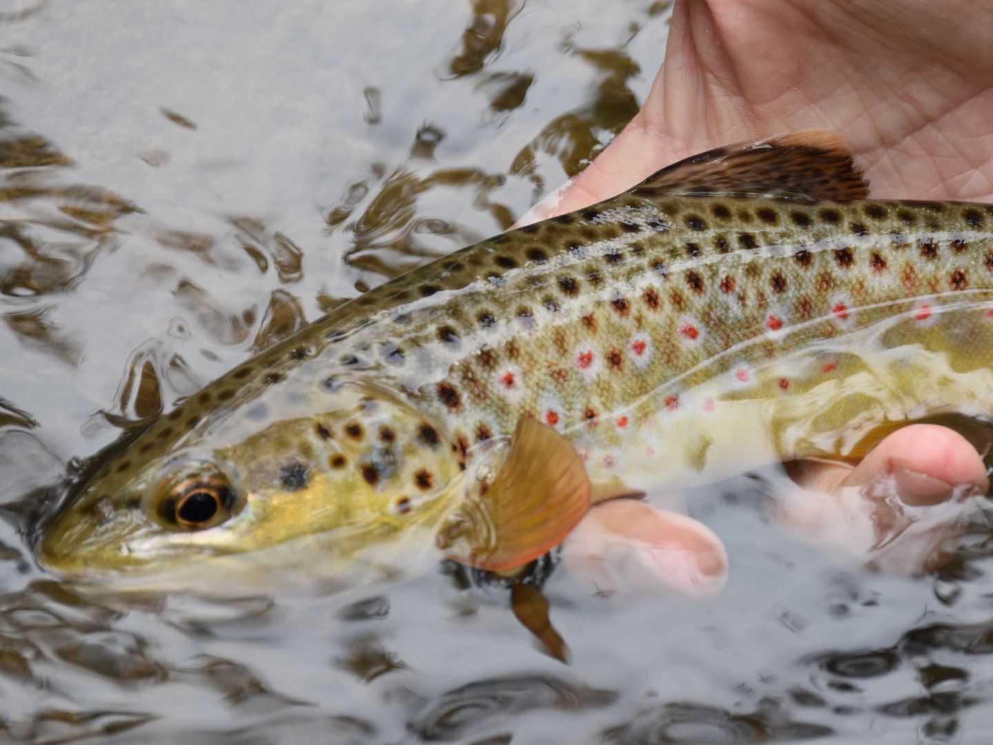 Die Fische aus drei Becken sind tot.