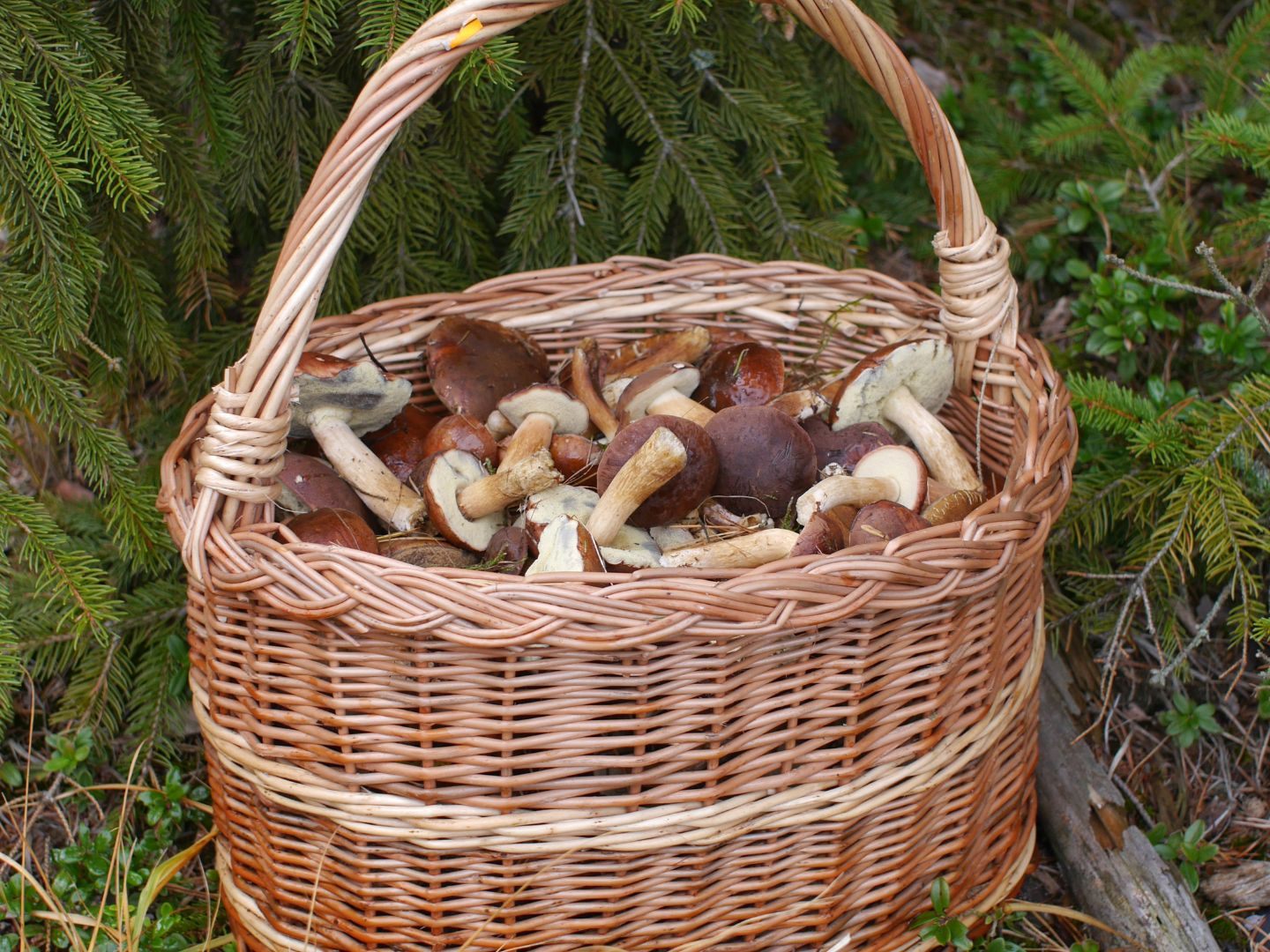 Ein Schwammerlsucher fand den abgängigen 82-Jährigen tot im Wald. Ein Schwammerlsucher fand den abgängigen 82-Jährigen tot im Wald.