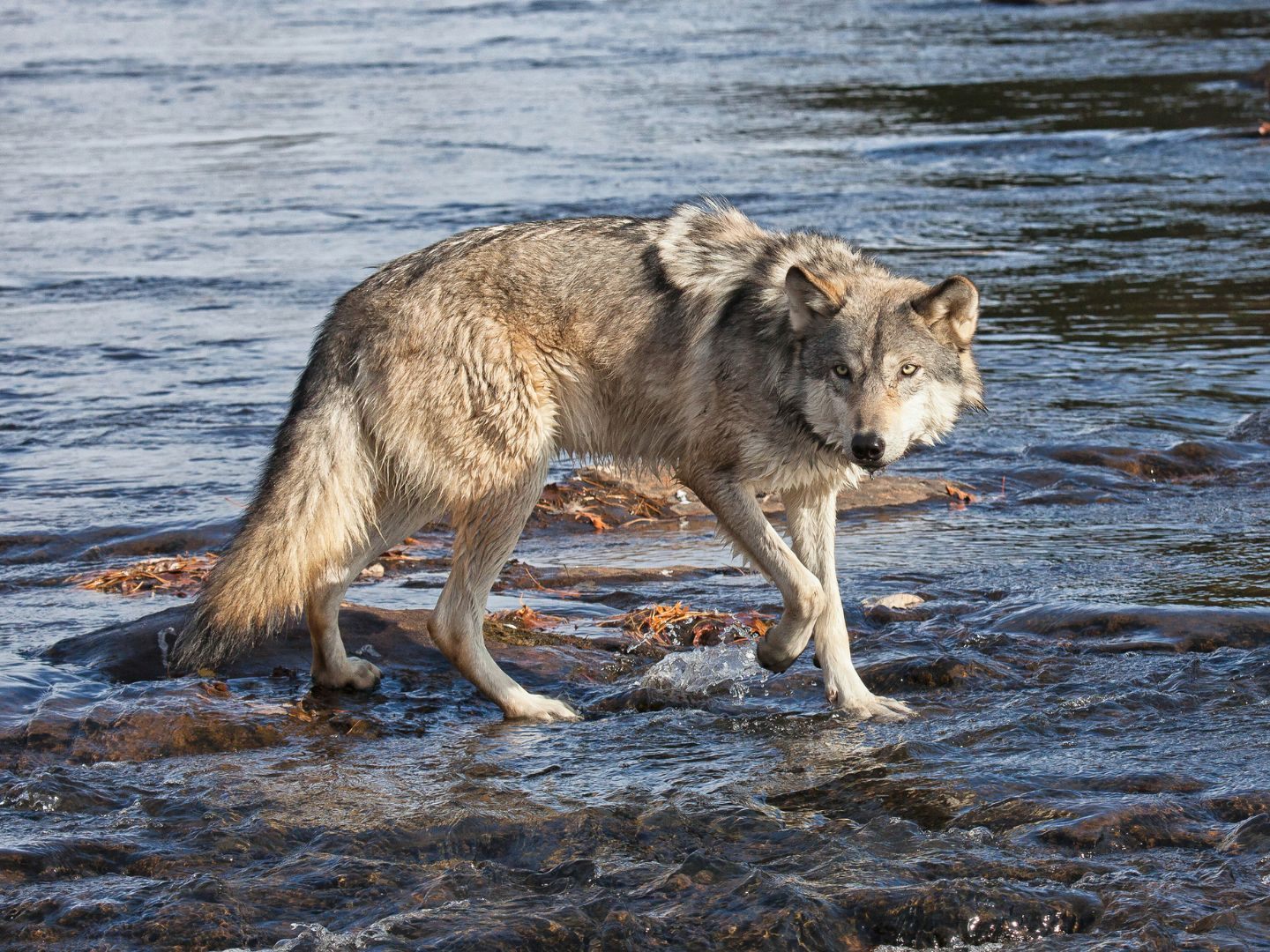 In der Donau wurde ein toter Wolf entdeckt.