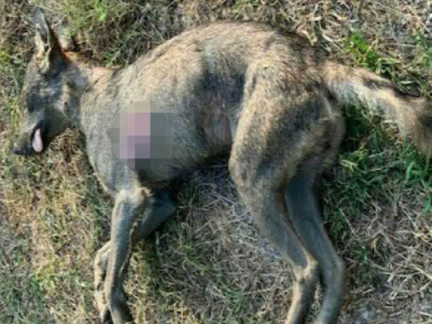 In Niederösterreich wurde ein Wolf durch einen gezielten Schuss getötet.