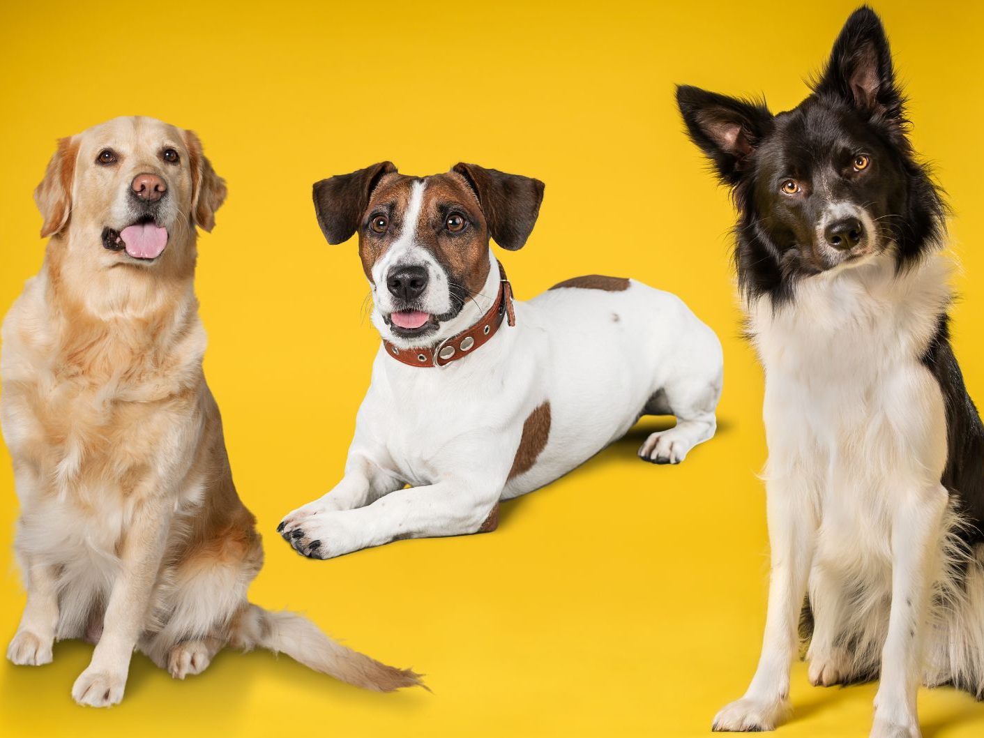 Hunde finden unrealistische Szenen wirklich verwunderlich. Hunde finden unrealistische Szenen wirklich verwunderlich.