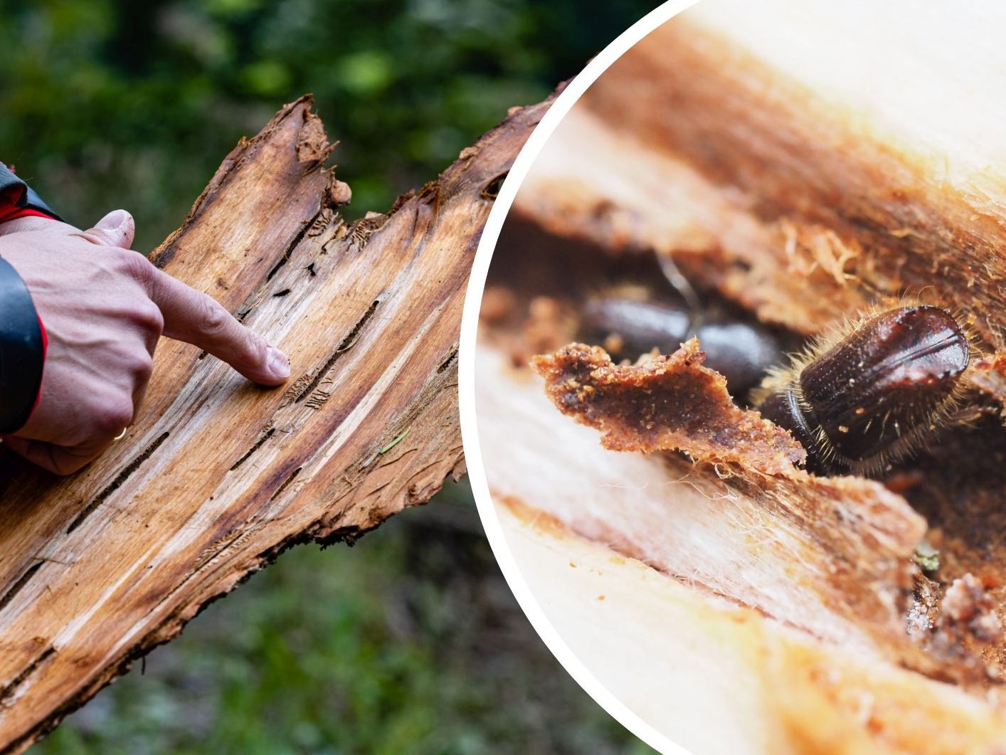 Der Borkenkäfer ist eine Herausforderung für Österreichs Wälder.