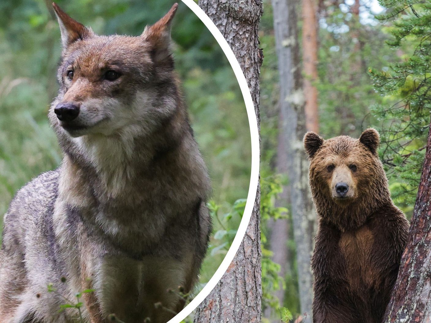 Die Debatte um Wolf und Bär erhitzt in Tirol weiterhin die Gemüter.