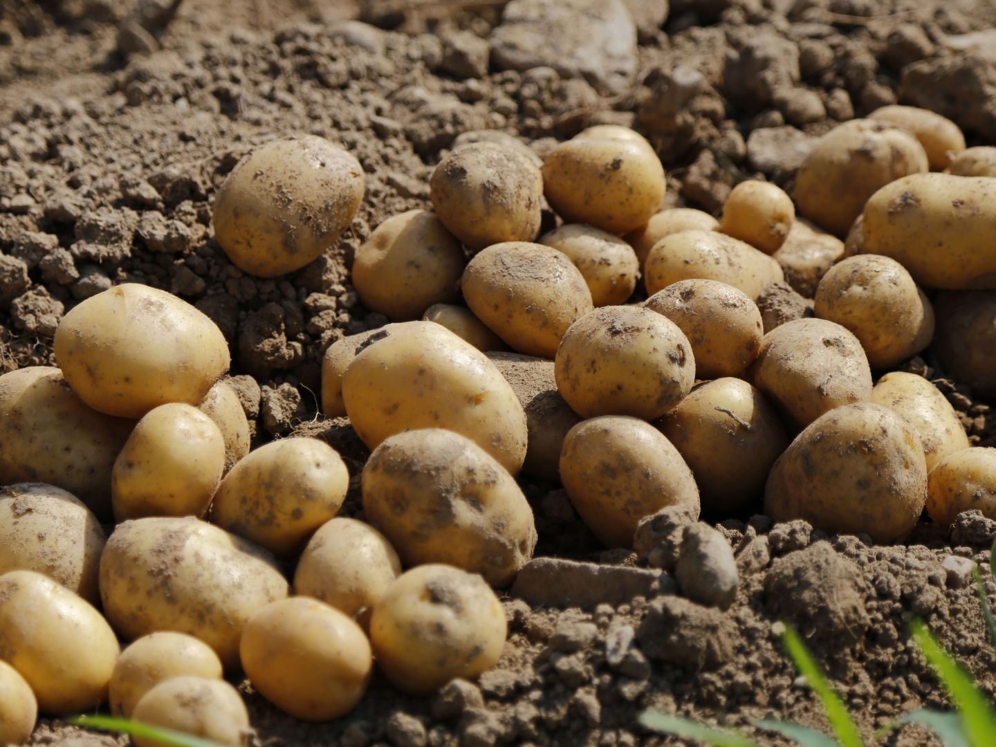 Kartoffel dienen bei einer Kartoffelkanone als Munition.