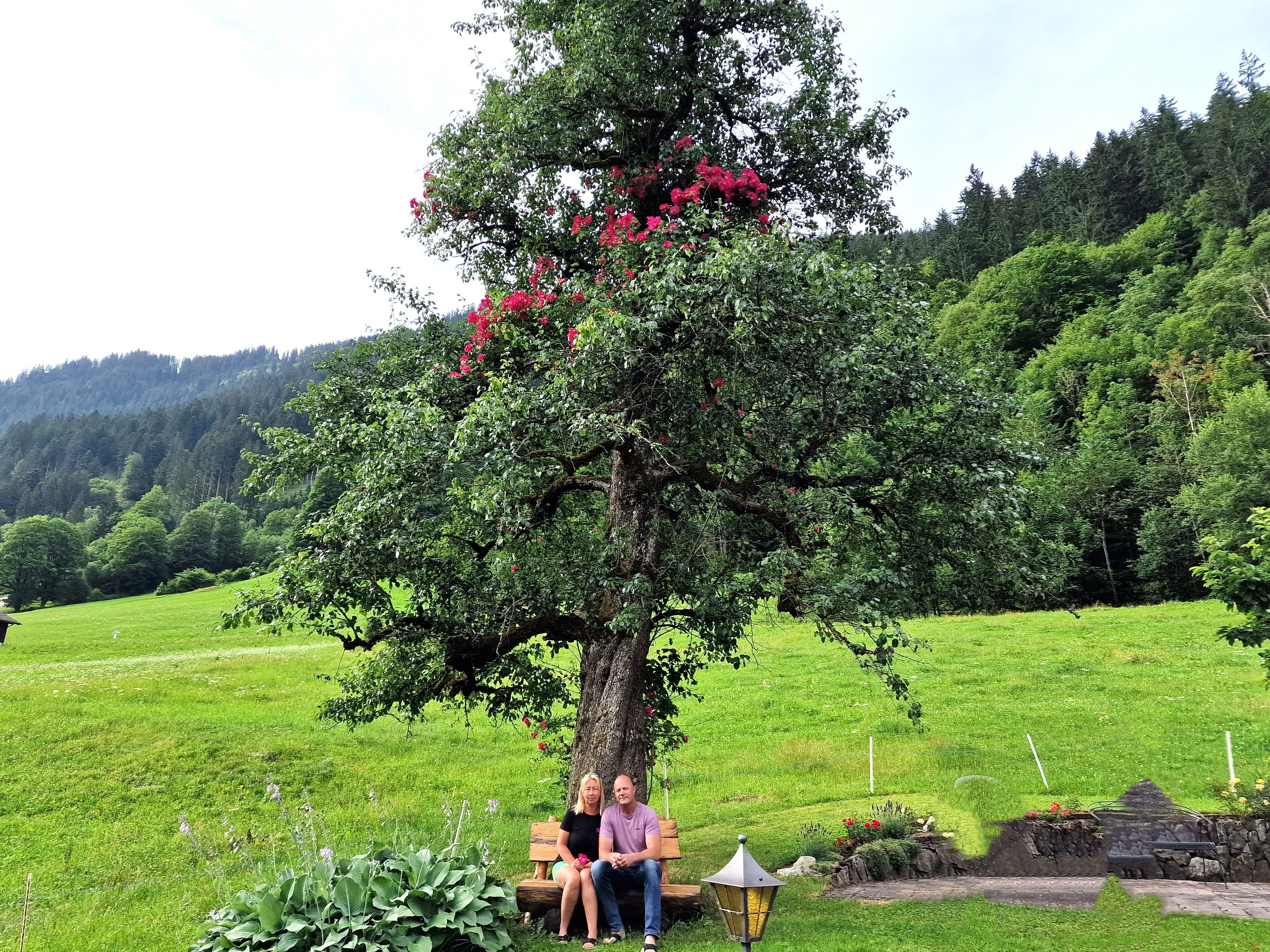 Das Bänkli unter dem Birnbaum mit dem roten Herz lädt zum Verweilen ein.