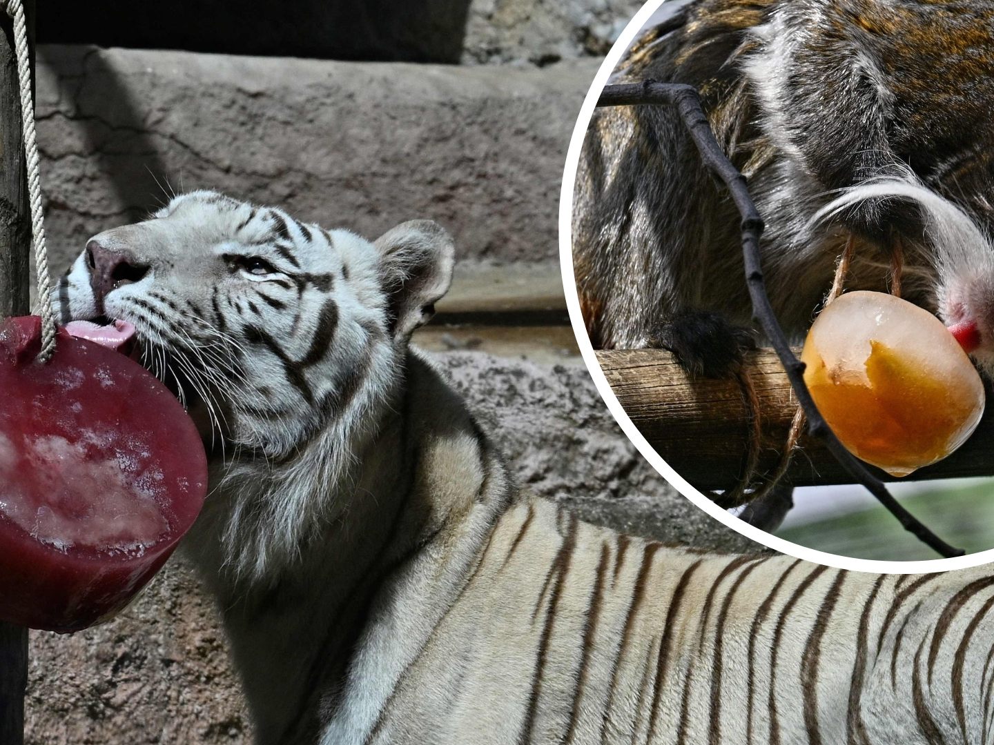Eiskalte Überraschung: Hitze-Highlight im Tiergarten Rom. Eiskalte Überraschung: Hitze-Highlight im Tiergarten Rom.