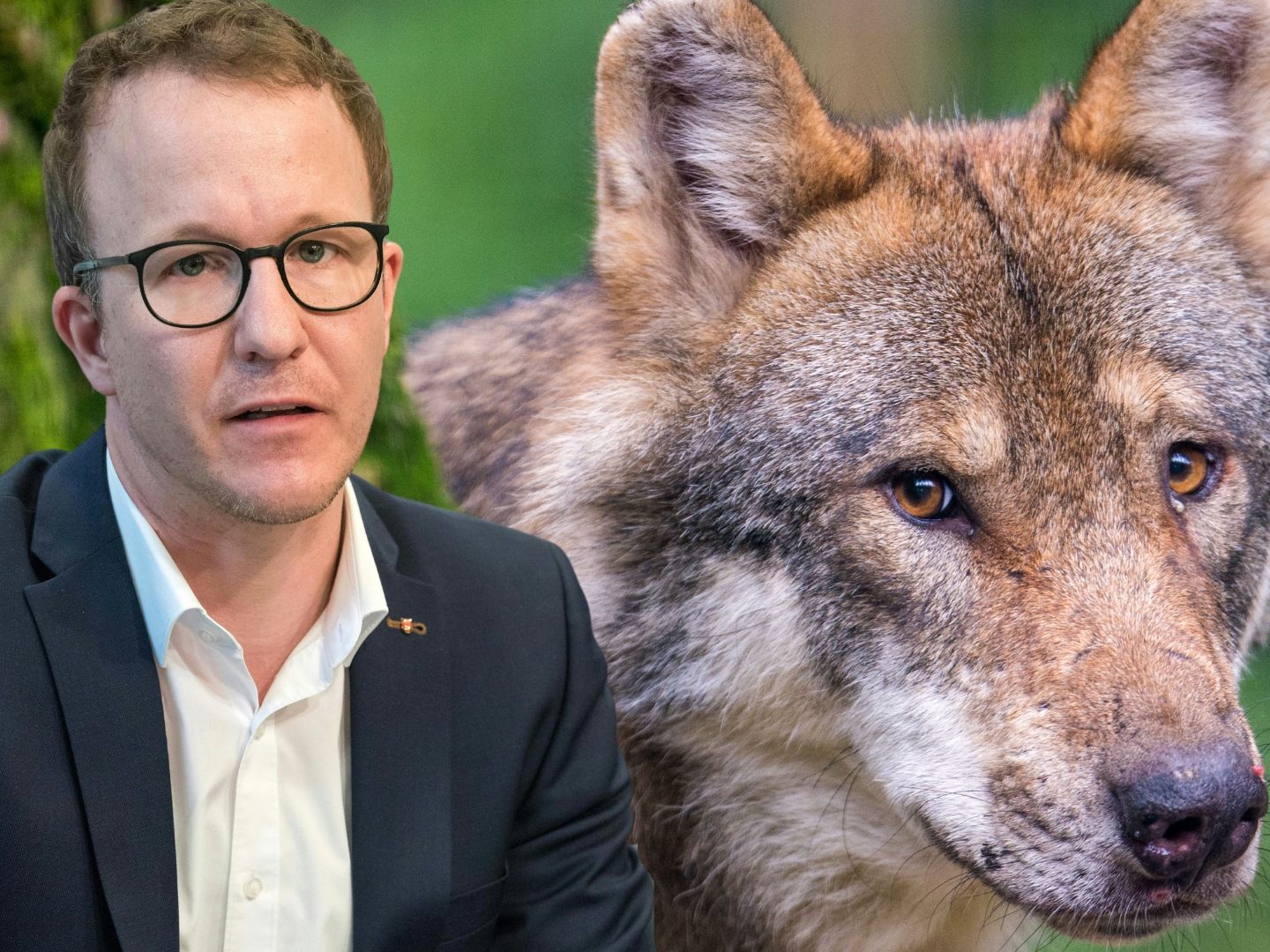Vorarlberger Landesrat will raschen Abschuss von Problemwölfen.