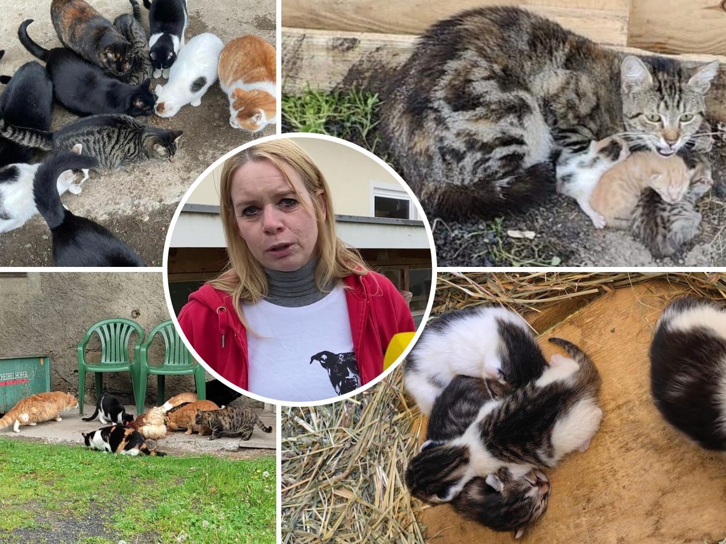 Tierschutzvereins-Obfrau Michael Bonmassar berichtet von einer regelrechten Katzenschwemme. Tierschutzvereins-Obfrau Michael Bonmassar berichtet von einer regelrechten Katzenschwemme.