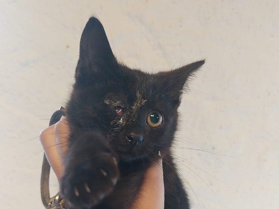 Dieses Kätzchen wurde von einer Frau von der Straße gerettet. Dieses Kätzchen wurde von einer Frau von der Straße gerettet.