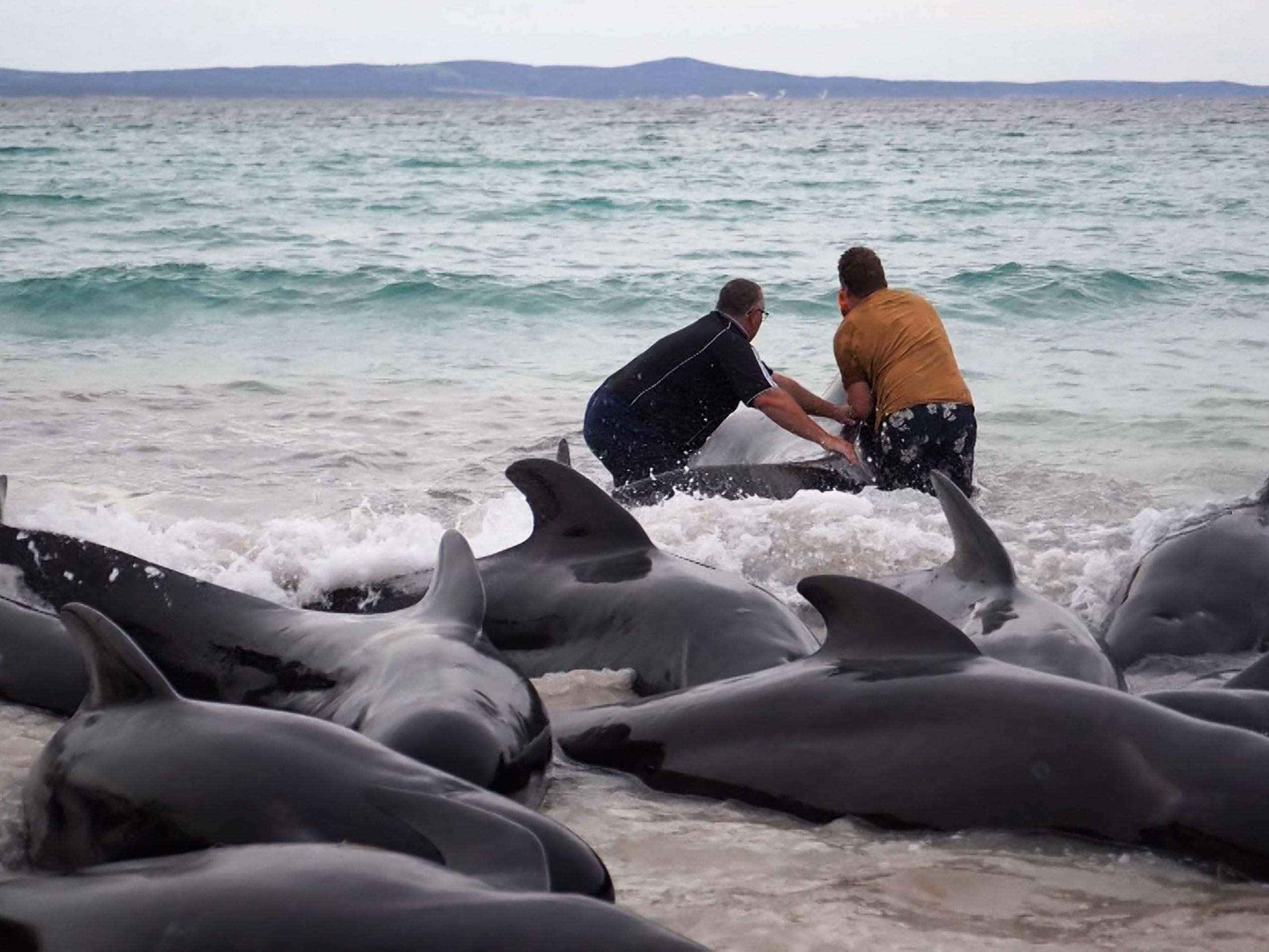 Massenstrandung von Grindwalen vor Westaustralien. Massenstrandung von Grindwalen vor Westaustralien.