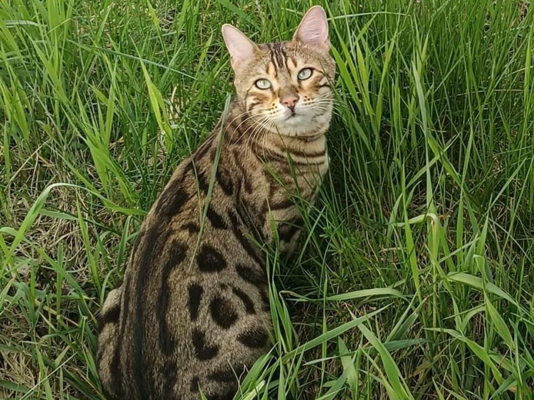 Bengal Kater Cosimo