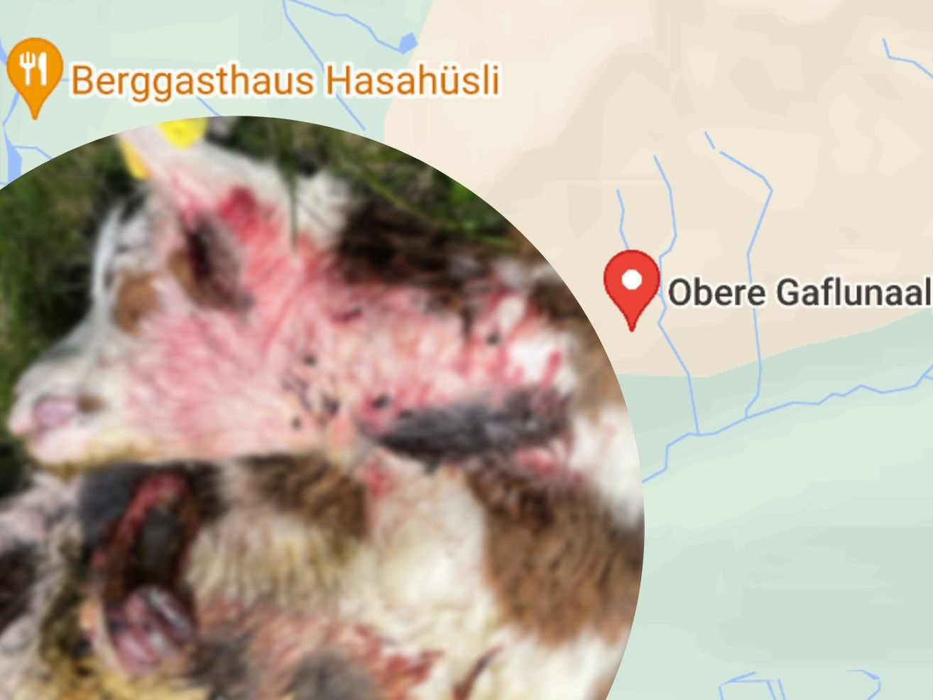 Offenbar treibt ein Wolf im Silbertal sein Unwesen. Offenbar treibt ein Wolf im Silbertal sein Unwesen.