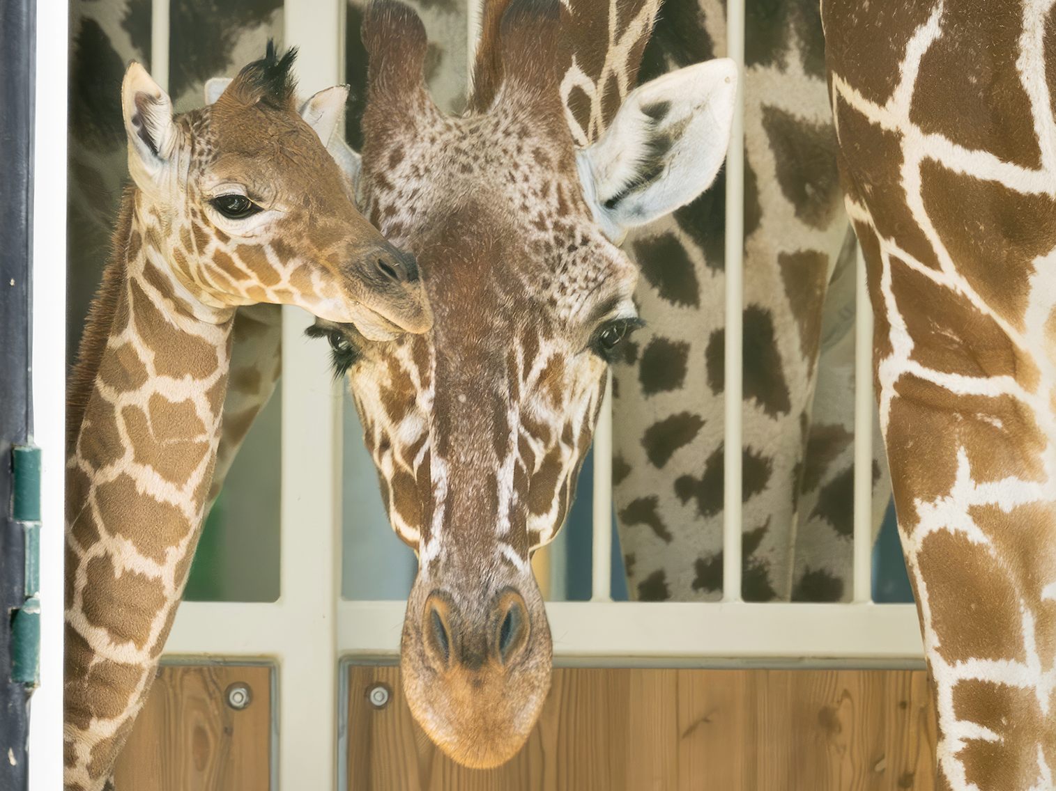 Giraffen-Nachwuchs im Wiener Tiergarten Schönbrunn. Giraffen-Nachwuchs im Wiener Tiergarten Schönbrunn.