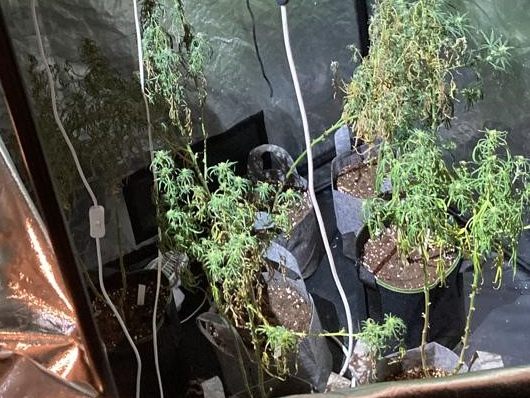 In einer Wohnung entdeckten die Polizisten eine Cannabis-Indoor-Plantage. In einer Wohnung entdeckten die Polizisten eine Cannabis-Indoor-Plantage.
