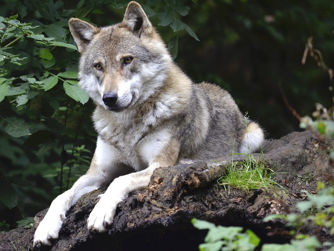 Erstmals wurde ein Wolf in Osttirol nach der neuen Verordnung erlegt. Erstmals wurde ein Wolf in Osttirol nach der neuen Verordnung erlegt.