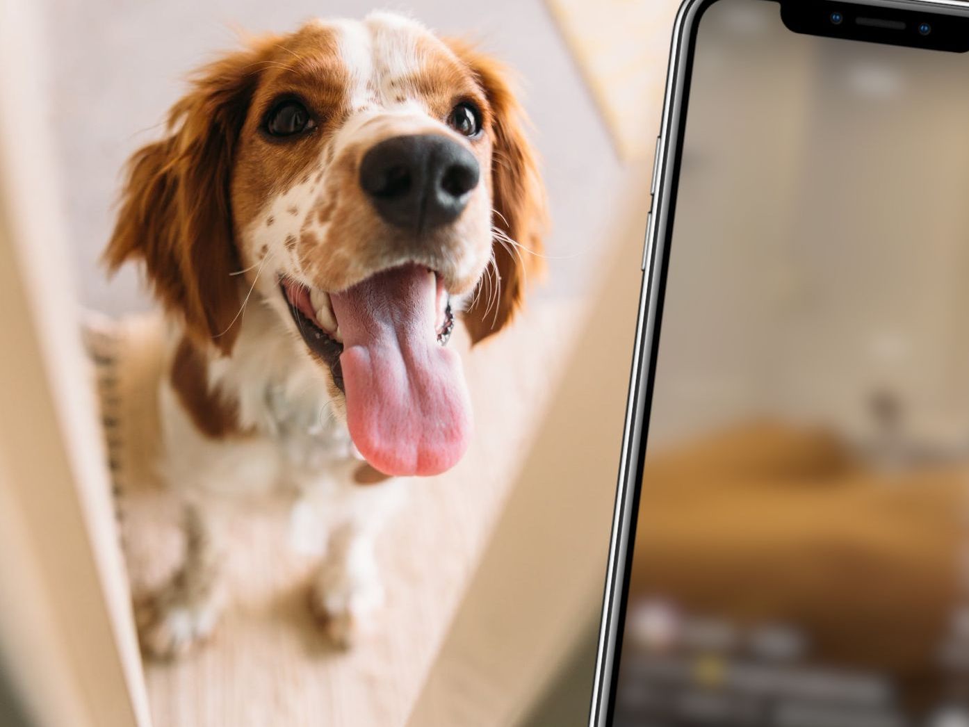 Die Besitzer dieses Hundes erlauben sich ein kleines Versteckspiel mit ihrem Vierbeiner.