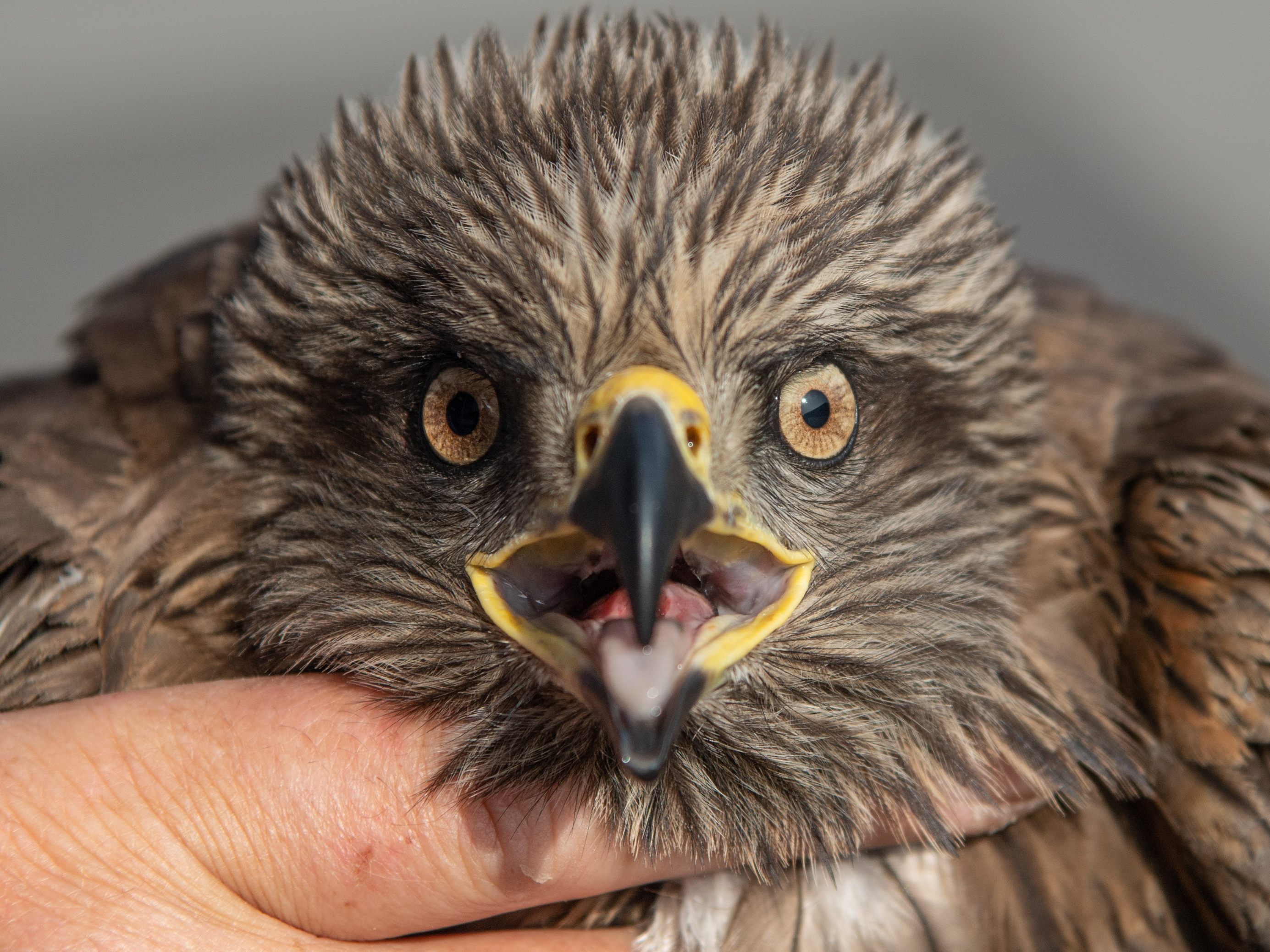 Große Greifvögel sind kaum in städtischen Umgebungen zu finden.