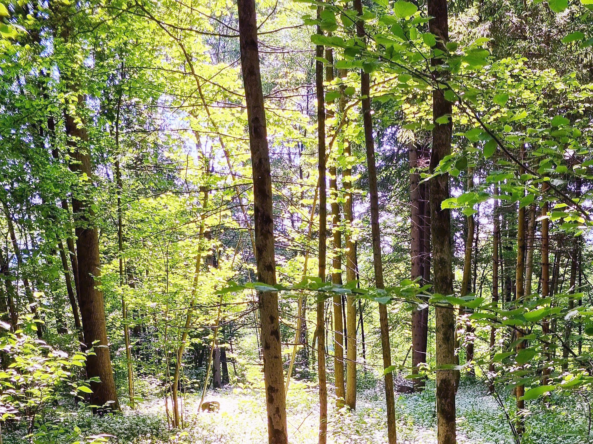 Ein Forstunternehmer starb auf dem Zürner im Bezirk Scheibbs. Ein Forstunternehmer starb auf dem Zürner im Bezirk Scheibbs.