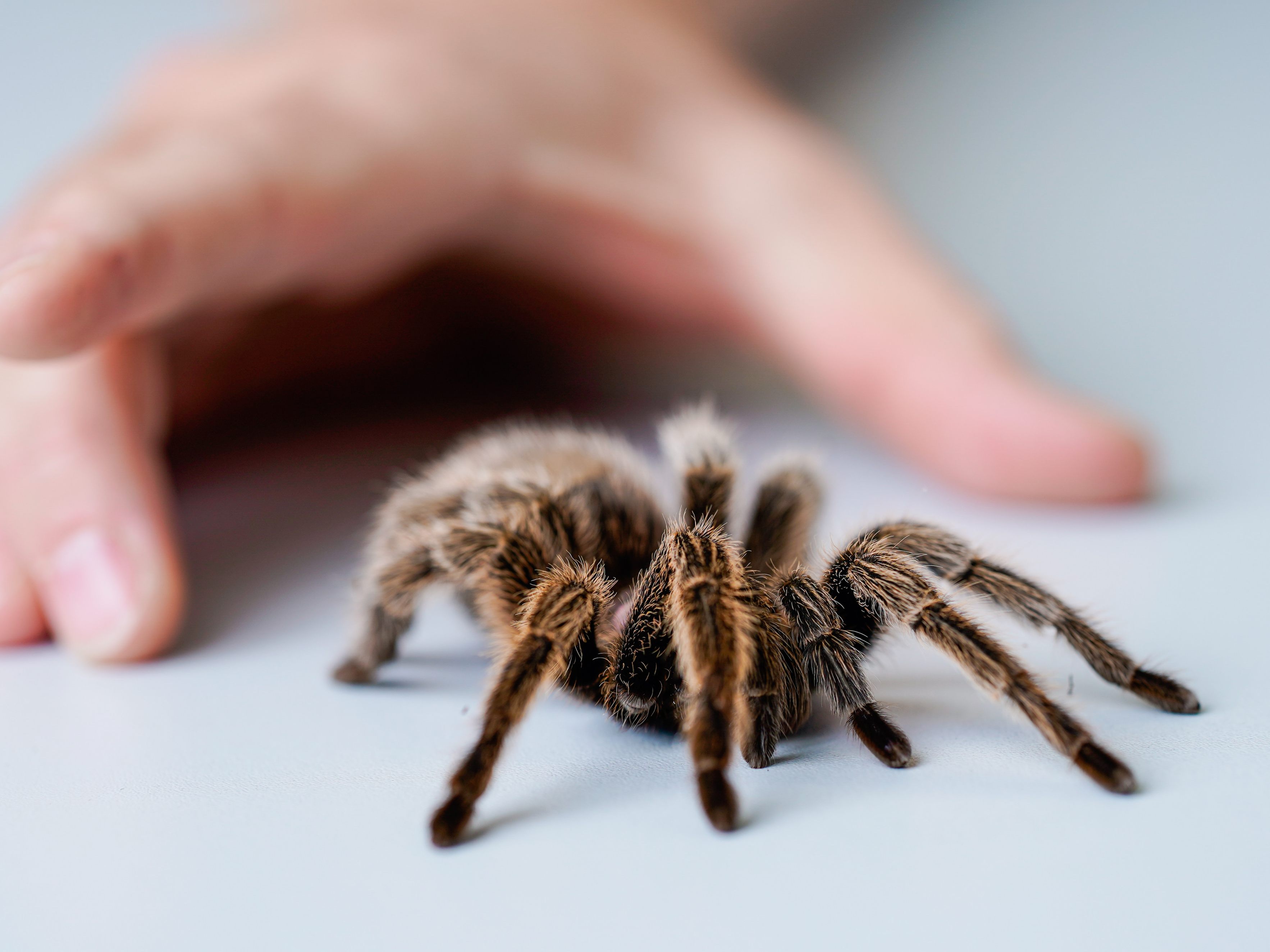 In einem Stiegenhaus in Niederösterreich wurde eine Vogelspinne entdeckt.