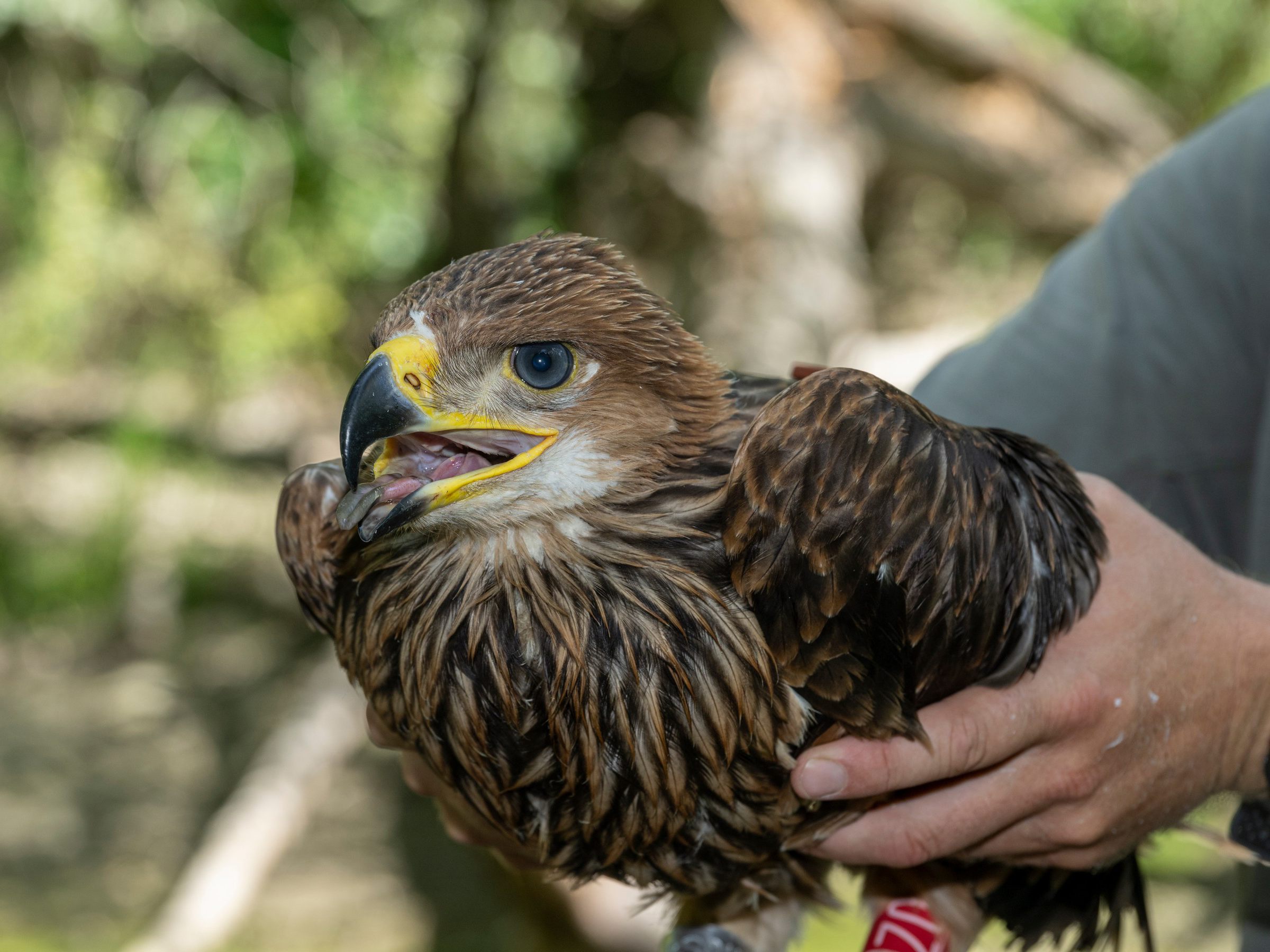 Der Kaiseradler war in Österreich schon ausgestorben.