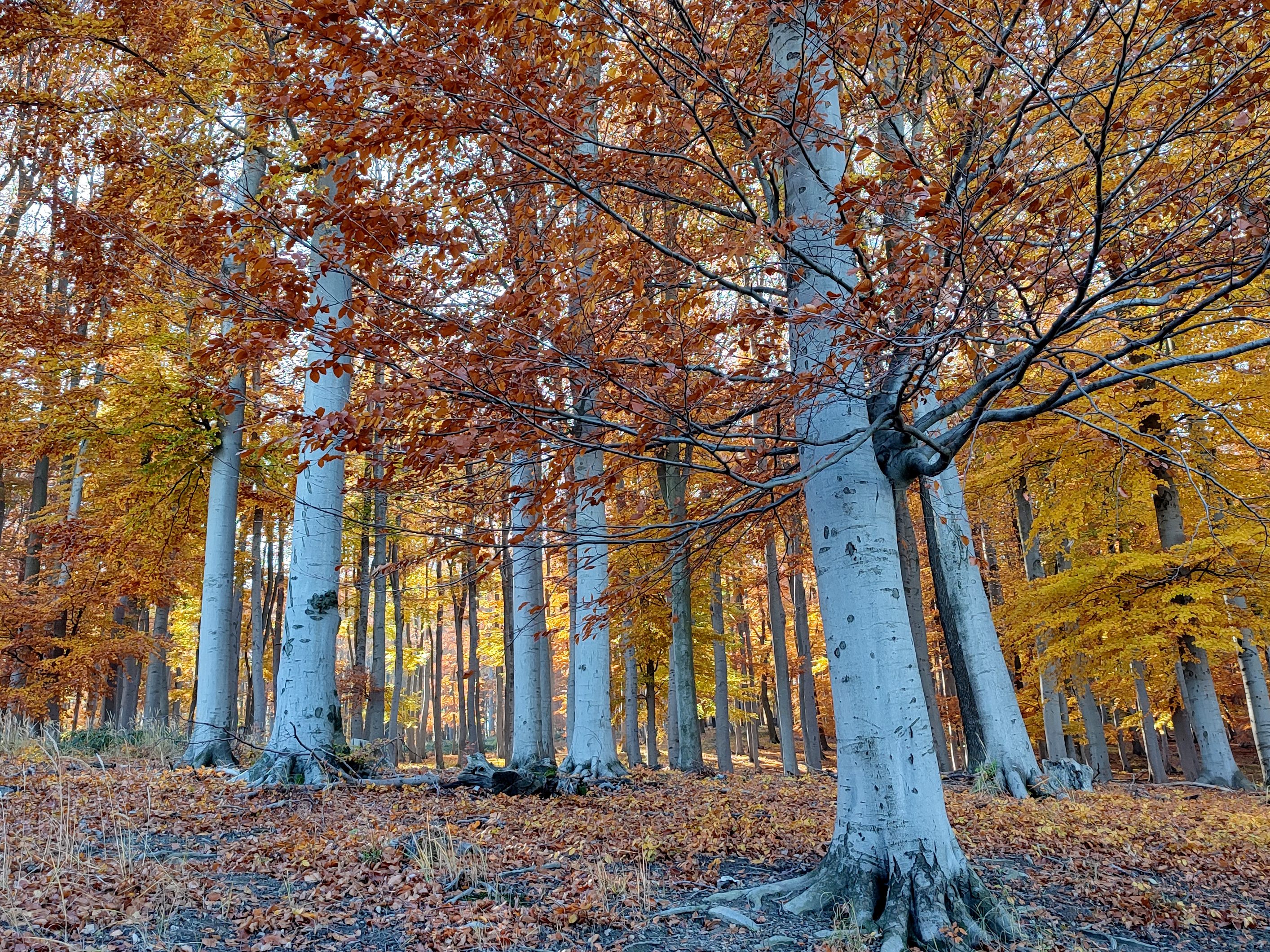 Das "Wienerwald Festival" will Kultur und Natur verbinden.